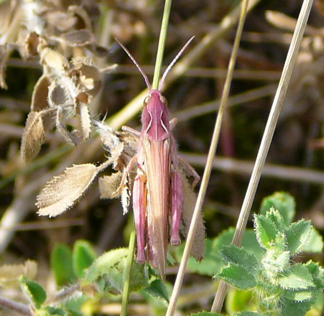Nachtigall-Grashpfer (Chorthippus cf.biguttulus) Juli 2010 Radtour zu Viernheimer Glockenbuckel 117