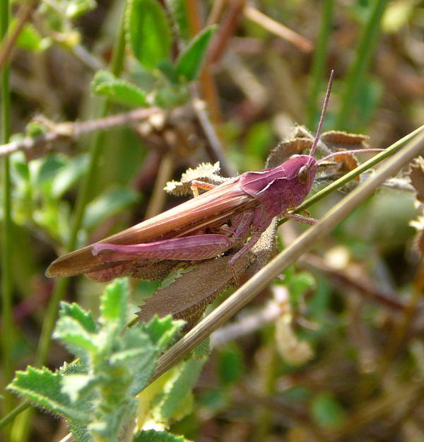 Nachtigall-Grashpfer (Chorthippus cf.biguttulus) Juli 2010 Radtour zu Viernheimer Glockenbuckel 120