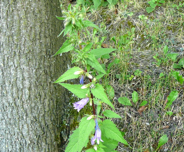 Nesselblttrige Glockenblume Campanula trachelium Urlaub 2009 Nationalrpark Schsische Schweiz Festung Knigstein 116a