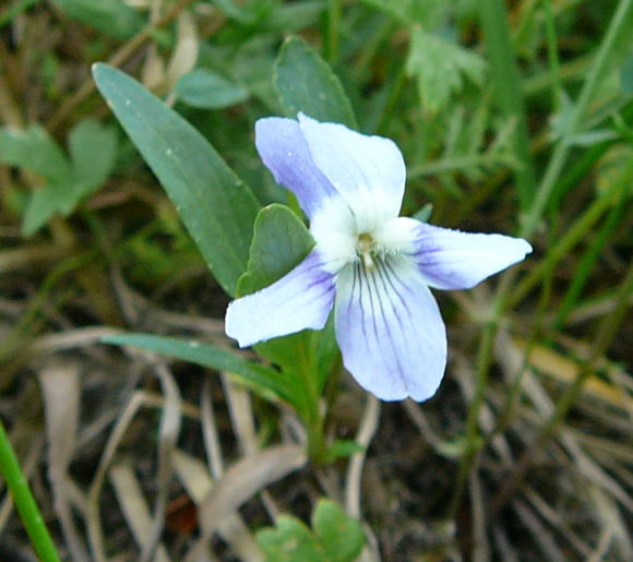 Niederes Veilchen Viola pumina Mai 2011 Biedensand Veilchen und Insekten 034