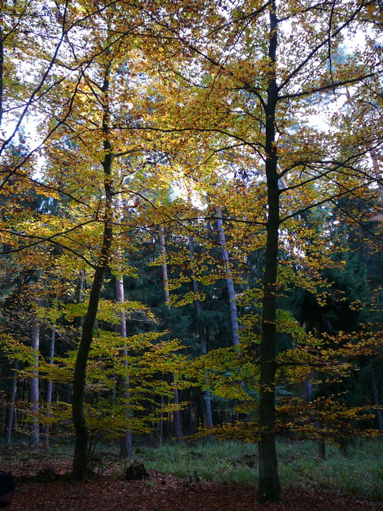 Okt 2008 Herbstwald 