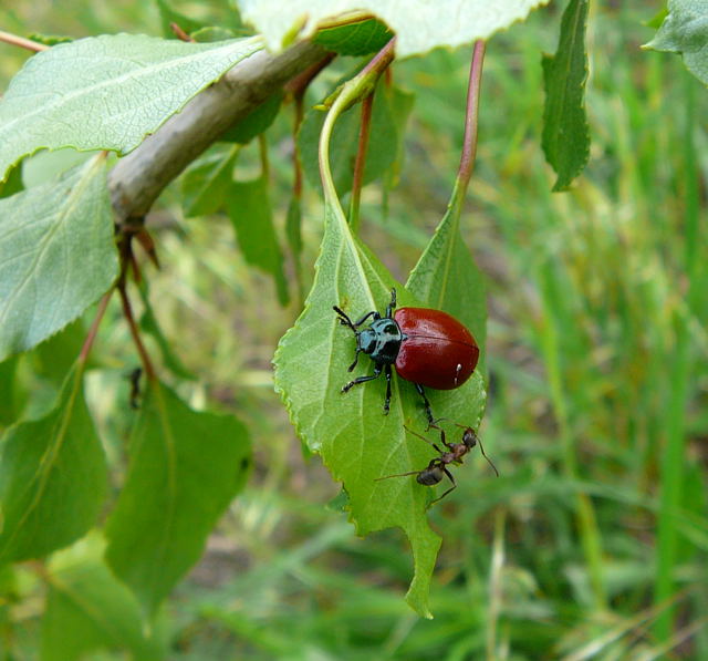 Pappelblattkfer Chrysomela cf. populi Mai 2010 Viernheimer Waldheide kleines FFH-Gebiet 014