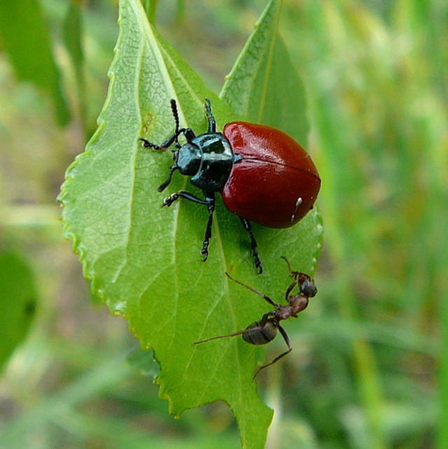 Pappelblattkfer Chrysomela cf. populi Mai 2010 Viernheimer Waldheide kleines FFH-Gebiet 015