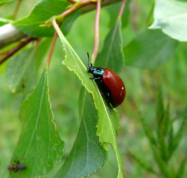 Pappelblattkfer Chrysomela cf. populi Mai 2010 Viernheimer Waldheide kleines FFH-Gebiet 016