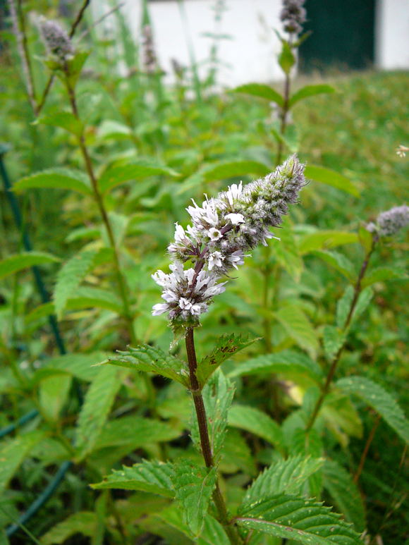 Pfefferminze 2 Mentha x piperita Juli 2008 Wildblumen & Schmetterlinge Htt 075