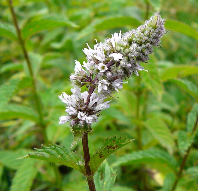 Pfefferminze 2 Mentha x piperita Juli 2008 Wildblumen & Schmetterlinge Htt 075a