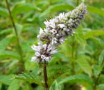 Pfefferminze 2 Mentha x piperita kl.