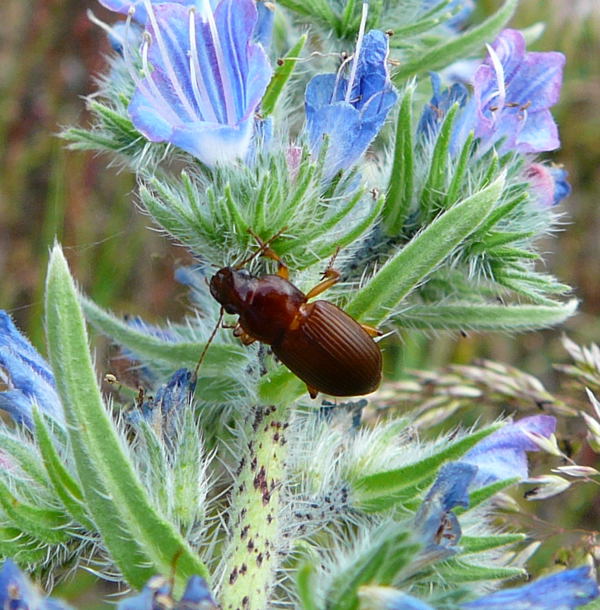 Prächtiger Kanalläufer Amara cf. aulica Juni 2010 Viernheimer Heide NSG Glockenbuckel 120 Prächtiger Kanalläufer Amara cf. aulica Juni 2010 Viernheimer Heide NSG Glockenbuckel 120