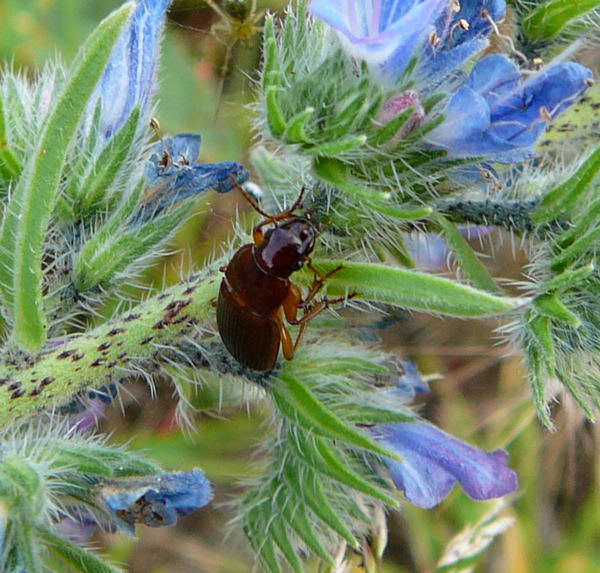 Prächtiger Kanalläufer Amara cf. aulica Juni 2010 Viernheimer Heide NSG Glockenbuckel 139 Prächtiger Kanalläufer Amara cf. aulica Juni 2010 Viernheimer Heide NSG Glockenbuckel 139