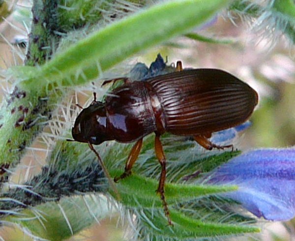 Prächtiger Kanalläufer Amara cf. aulica Juni 2010 Viernheimer Heide NSG Glockenbuckel 140 Prächtiger Kanalläufer Amara cf. aulica Juni 2010 Viernheimer Heide NSG Glockenbuckel 140