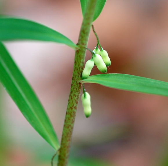 Quirlblttrige Weiwurz (Polygonatum verticillatum) Juni 09 Hoher Vogelsberg... 200