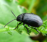 Rainfarn-Blattkfer, Galeruca tanaceti kl.