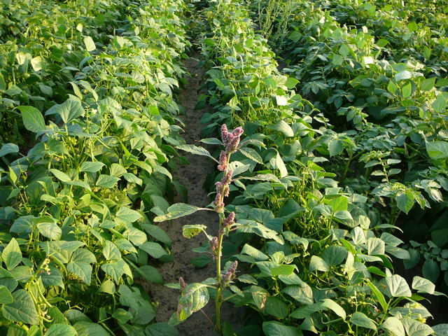 Rauhaariger Fuchsschwanz Amaranthus retroflexus Sep 2009 Htt. vor  A67 004