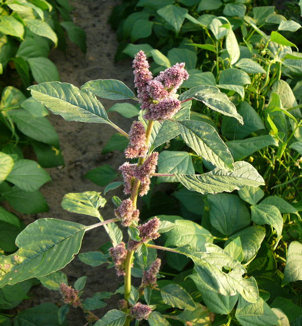 Rauhaariger Fuchsschwanz Amaranthus retroflexus Sep 2009 Htt. vor  A67 005