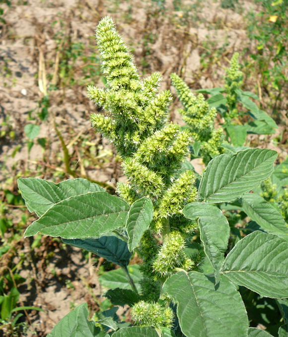 Rauhaariger Fuchsschwanz Amaranthus retroflexus  Juli 09 Viernheimer Wald 024