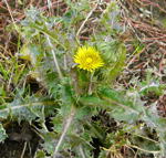 Rauhe Gnsedistel kl.