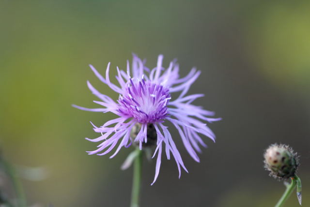 Rispen-Flockenblume (Centaurea stoebe) Juli 09 Biotop Rote Erde