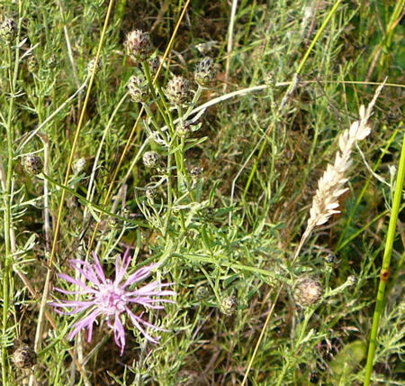 Rispen-Flockenblume (Centaurea stoebe) Juli 09 Biotop Rote Erde Lorsch 100