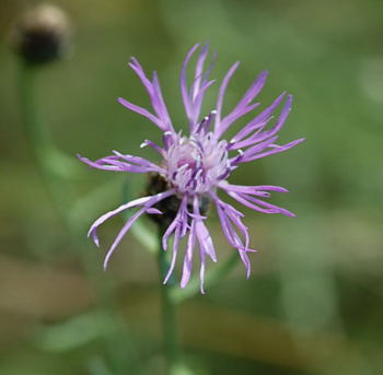 Rispen-Flockenblume (Centaurea stoebe) Juli 09 Biotop Rote Erde Lorsch NIKON 026