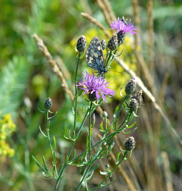 Rispen-Flockenblume (Centaurea stoebe) Juli 09 Biotop Rote Erde Lorsch NIKON 043