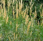 Rohr-Glanzgras kl.
