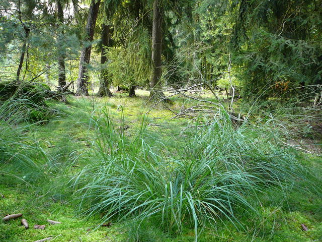 Rohr-Pfeifengras (Molinia cf. arundinacea) Sept 2010 Glockenbuckel und Falschparker MA 001