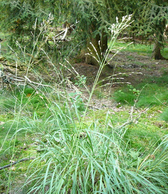 Rohr-Pfeifengras (Molinia cf. arundinacea) Sept 2010 Glockenbuckel und Falschparker MA 002