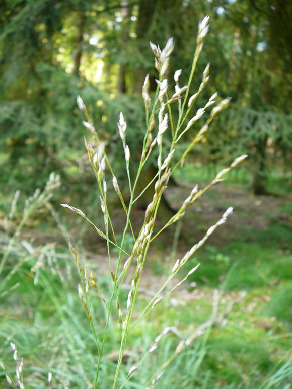 Rohr-Pfeifengras (Molinia cf. arundinacea) Sept 2010 Glockenbuckel und Falschparker MA 003