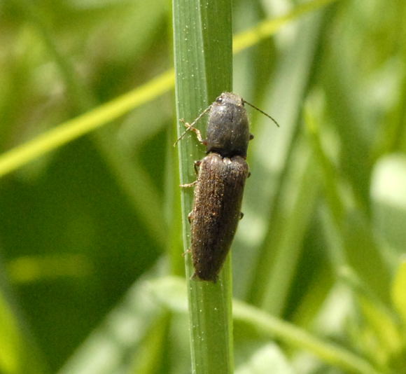 Rotbauchiger Laubschnellkäfer Athous haemorrhoidalis April 2011 Laudenbach Insekten und Blumen NIKON 166 Rotbauchiger Laubschnellkäfer Athous haemorrhoidalis April 2011 Laudenbach Insekten und Blumen NIKON 166