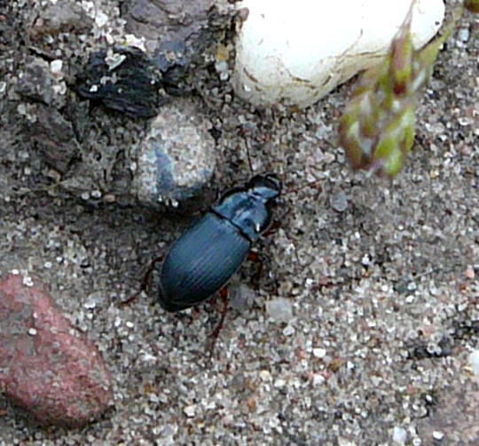 Rotbeiniger Schnelläufer Harpalus rubripes, Weibchen Juni 2010 Viernheimer Heide an den Gärten 082 Rotbeiniger Schnelläufer Harpalus rubripes, Weibchen Juni 2010 Viernheimer Heide an den Gärten 082