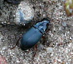 Rotbeiniger Schnellufer Harpalus rubripes kl.