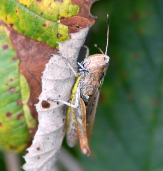 Rote Keulenschrecke Aug 2008 Htt Pilze u. Kauz 030