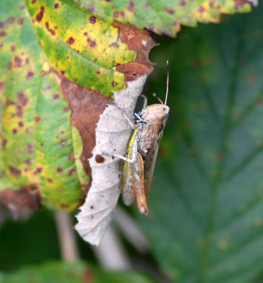 Rote Keulenschrecke Okt 2008 Htt Pilze u. Kauz 030