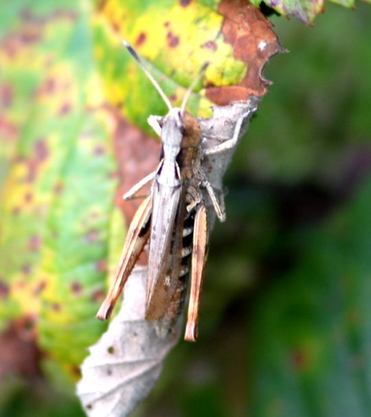 Rote Keulenschrecke Okt 2008 Htt Pilze u. Kauz 031