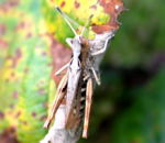 Rote Keulenschrecke kl.