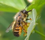 Rote Mauerbiene (Osmia bicornis).kl.
