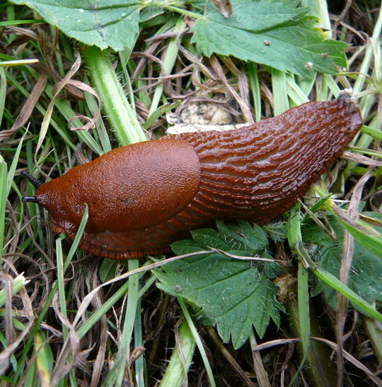 Rote Wegschnecke Wildblumen  Aug 07 Httenfeld-Graben Hemsbach 025