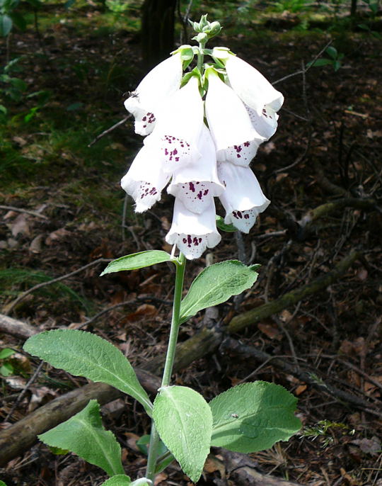 Roter Fingerhut Digitalis purpurea Juni 2008 Viernheimer Wald, Schotterpisten 034a