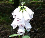 Roter Fingerhut Digitalis purpurea wei kl.