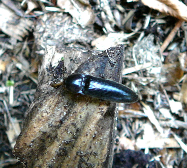 Rotfiger Schnellkfer Melanotus cf. villosus (rufipes) Mai 2011 Httenfeld Insekten 070
