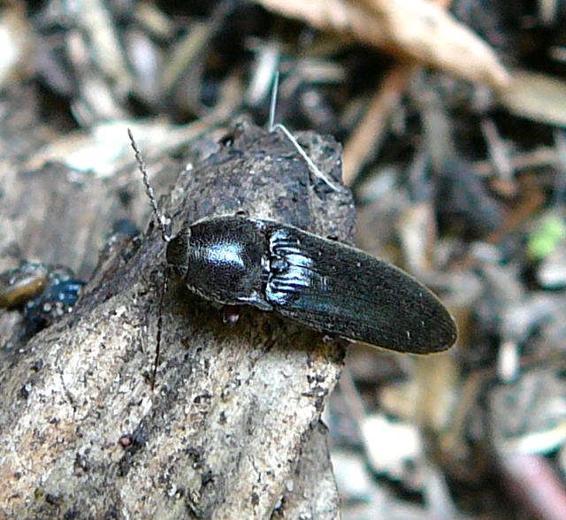 Rotfüßiger Schnellkäfer Melanotus cf. villosus (rufipes) Mai 2011 Hüttenfeld Insekten 072 Rotfüßiger Schnellkäfer Melanotus cf. villosus (rufipes) Mai 2011 Hüttenfeld Insekten 072