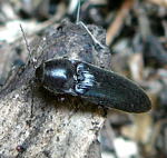 Rotfiger Schnellkfer Melanotus cf. villosus (rufipes) kl.