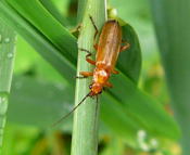 Rotgelber Weichkfer kl.
