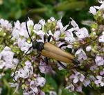 Rothalsbock, Mnnchen (Leptura...Stictoleptura...Corymbia...rubra) kl.