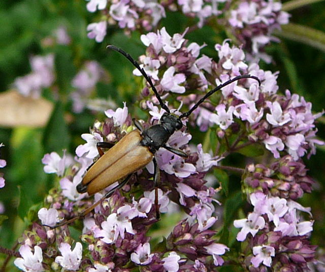 Rothalsbock, Männchen (Leptura...Stictoleptura...Corymbia...rubra) Juli 09 Bienen Huett 094 Rothalsbock, Männchen (Leptura...Stictoleptura...Corymbia...rubra) Juli 09 Bienen Huett 094