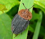 Rothalsige Silphe (Oiceoptoma thoracicum kl.