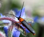 Rothalsiger Weidenbock Obera oculata kl.