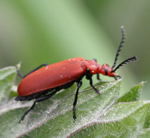 Rotkpfiger Feuerkfer kl.