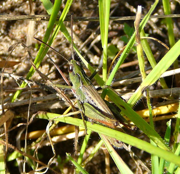 Rotleibige Grashpfer (Omocestus haemorrhoidalis) Weibchen Sept 2010 Huett Garten u. Schafe Viernheimer Heide 131