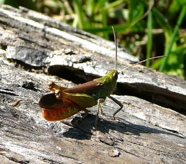 Rotleibiger Grashpfer (Omocestus cf. haemorrhoidalis) Urlaub 2010 7.8.Lueneburger Heide 048